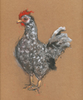 Berber Boom, Kip zwart/wit, Pastel op papier in lijst, 30x24 cm, €.250,-