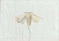 Judith Koning, Zijde vlinder, 175 euro, Gemengde techniek op damast zonder lijst, 11x16 cm