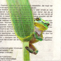 Liesbet Milort, Boomkikker op kikkerbillenrecept, Gemengde technieken op paneel, 12x12 cm, €.90,-