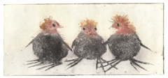 Barbara Wichers Hoeth, 3 jonge meerkoeten, Ets, 8x18 cm in ijzeren lijst, €.175,-