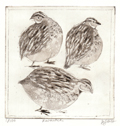 Barbara Wichers Hoeth, Kwartels, Ets, 12x12 cm in ijzeren lijst, €.175,-