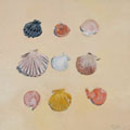 Barbara Wichers Hoeth, Schelpen, Olieverf op doek, 30x30 cm, €.350,-