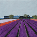 Gineke Zikken, Bollenvelden paars, Olieverf op doek, 30x30 cm, €.500,-
