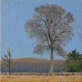 Gineke Zikken, Boom Bonnerveld, Olieverf op doek, 20x20 cm, €.550,-