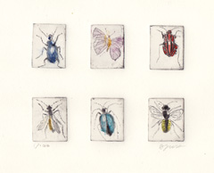 Barbara Wichers Hoeth, 6 insekten, 6 etsjes in een in ijzeren lijst, 20x26 cm, €.195,-
