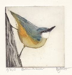 Barbara Wichers Hoeth, Boomklever, Ets in ijzeren lijst, 7x7 cm/20x20 cm, €.195,- (in houten lijst 150,-)