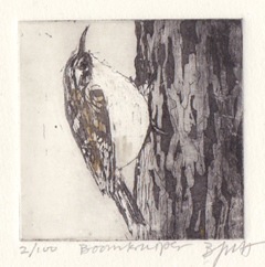 Barbara Wichers Hoeth, Boomkruiper, Ets in ijzeren lijst, 7x7 cm/20x20 cm, €.195,- (in houten lijst 150,-)