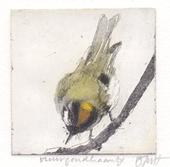 Barbara Wichers Hoeth, Vuurgoudhaantje, Ets in ijzeren lijst, 7x7 cm/20x20 cm, €.195,- (in houten lijst 150,-)