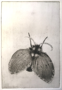 Barbara Wichers Hoeth, WC Mot Mug - Insect van 2023, 195 euro, Ets in lijst, 24x18 cm