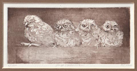 Wichers Hoeth, 4 jonge Steenuilen, 195 euro, Ets in houten lijst, 10x18 cm in lijst 21x26 cm