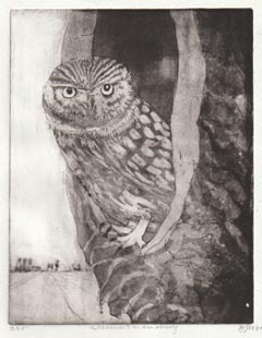 Barbara Wichers Hoeth, Steenuil in knotwilg, 195 euro, Ets in houten lijst, 21x16 cm en in lijst 30x22 cm