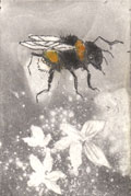 Barbara Wichers Hoeth, Hommel, Ets kleur in handgemaakte ijzeren lijst, 25x20 cm, €.195,-