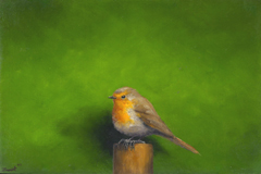 Marc van der Zwet, Roodborst op paaltje op groen, 430 euro, Olieverf op dik eik zonder lijst, 20,4x13,7 cm