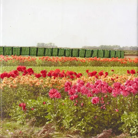 Annette van Waaijen, Bollenveld 1, Mixed media with photo and embroidery, 20x20 cm in wooden frame, €.245,-