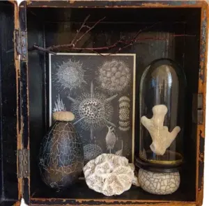 Antje Weber, Molusks and miracles 1, Mixed media/collage in old wooden box, €.200,-