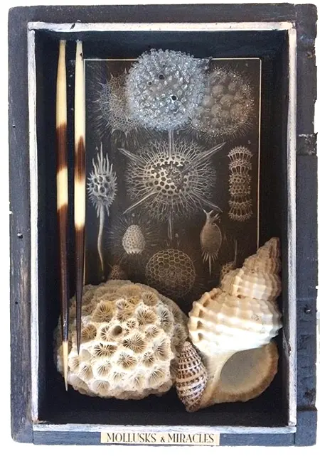 Antje Weber, Molusks and miracles 2, Mixed media/collage in old wooden box, €.130,-