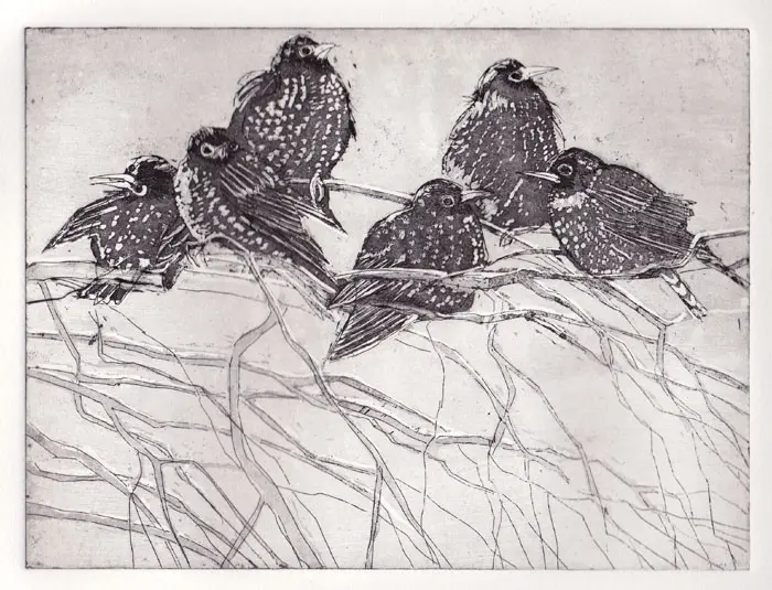 Barbara Wichers Hoeth, 6 spreeuwen, 275 euro, Etching in mount and frame with glass, 40x30 cm
