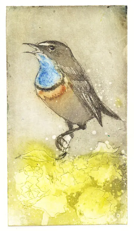 Barbara Wichers Hoeth, Blauwborstje, 225 euro, Etching in frame with glass, 18x24 cm