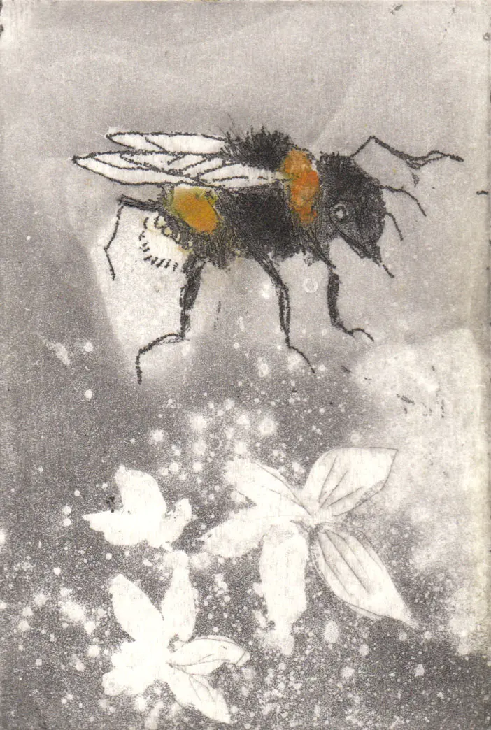 Barbara Wichers Hoeth, Hommel, 225 euro, Colour etching in frame with glass, 25x20 cm
