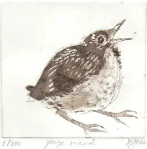 Barbara Wichers Hoeth, Merel , 225 euro, Etching in frame with glass, 20x20 cm