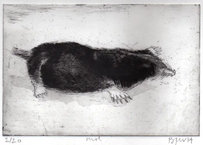 Barbara Wichers Hoeth, Mol, 225 euro, Etching in frame with glass, 10x15 cm