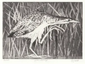 Barbara Wichers Hoeth, Roerdomp, 225 euro, Etching in frame with glass