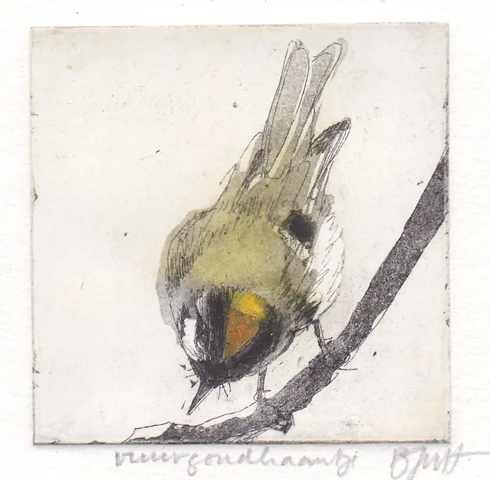 Barbara Wichers Hoeth, Vuurgoudhaantje, 225 euro, Etching in frame with glass, 7x7 cm/20x20 cm