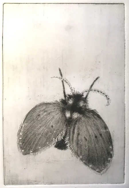 Barbara Wichers Hoeth, WC Mot Mug - Insect van 2023, 225 euro, Etching in frame with glass, 24x18 cm