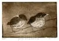 Barbara Wichers Hoeth, Winterkoninkjes, 225 euro, Etching in frame with glass, 20x14 cm