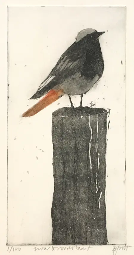 Barbara Wichers Hoeth, Zwartroodstaart, 225 euro, Etching in frame with glass, 30x20 cm