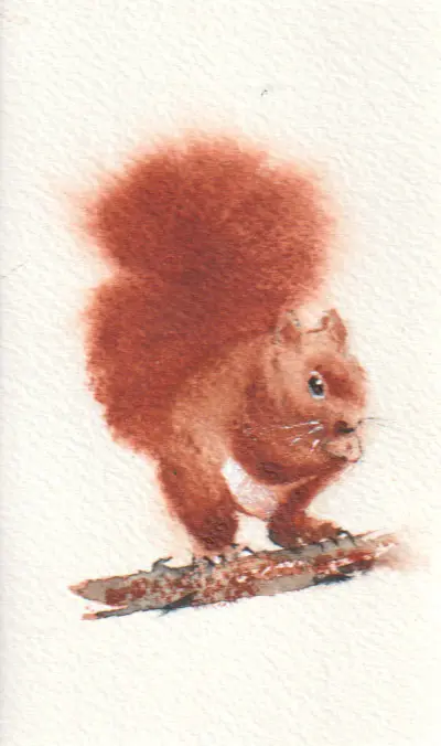 Jan Thiecke, Eekhoorn, 50 euro, Watercolour on paper in mount, unframed, 12x7 cm
