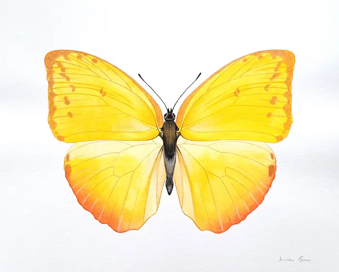 Linda Groen, Vlinder Phoebis Philae, 200 euro, Watercolour/mixed media in frame, 24x30 cm
